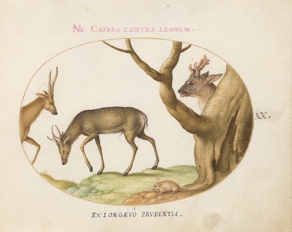 Plate 20: Three Types of Stags with a Dormouse(?)