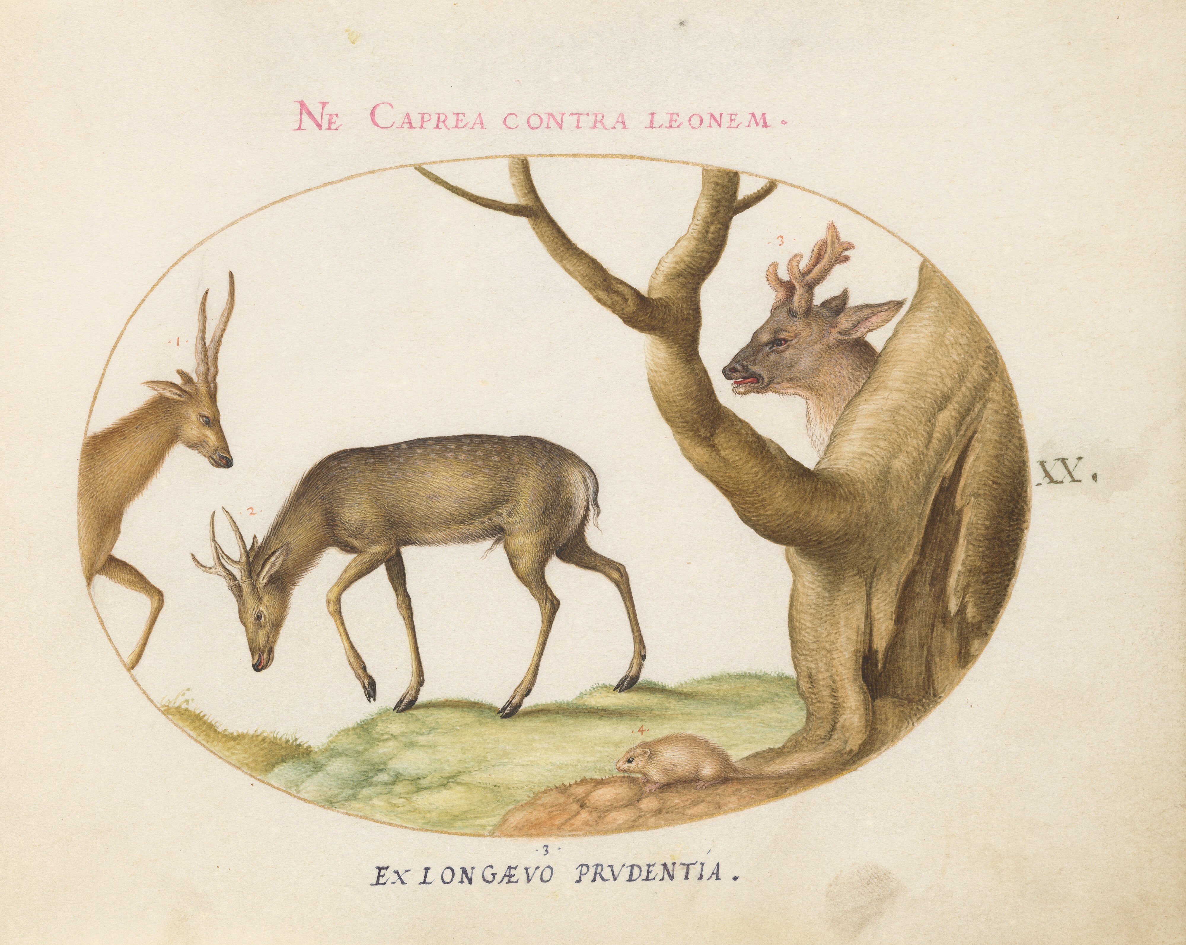 Plate Three Types Of Stags With A Dormouse Plate Three Types Of Stags With A Dormouse
