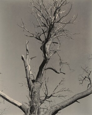 image: The Dying Chestnut Tree