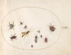 Plate 72: Shield Bug, Cinnamon Bug, Wasp, and Other Insects