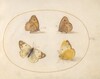 Plate 9: Meadow Brown, Gatekeeper, Clouded Yellow, and Bath White Butterflies