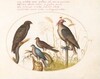 Plate 6: Four Birds of Prey, Including a Sparrowhawk(?)
