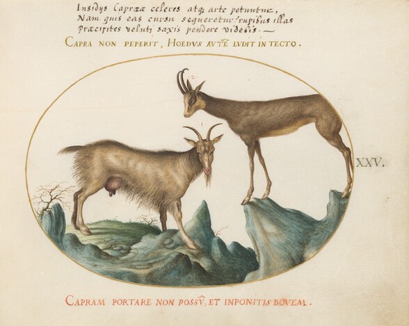 Plate 25: Two Wild Goats