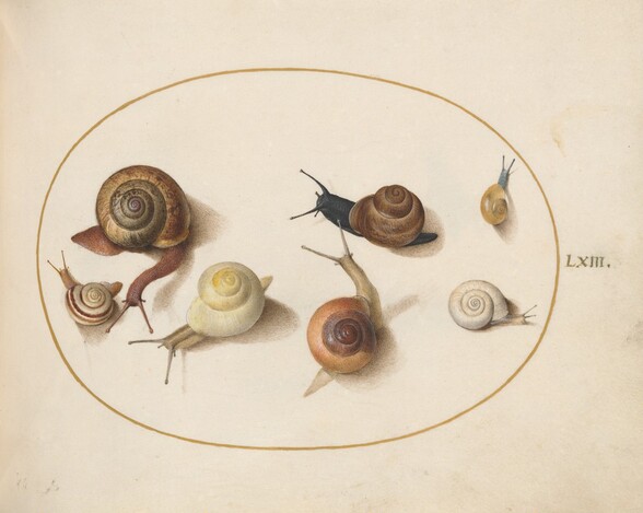 Plate 63: Seven Snails