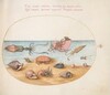 Plate 52: An Argonaut, Squid, Hermit Crabs, Shells, and a Crab