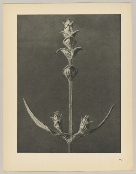 Salvia blanca - Pote 25gr. Artefolk