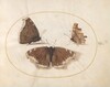 Plate 6: Two Views of a Mourning Cloak (Camberwell Beauty) Butterfly with a Comma Butterfly