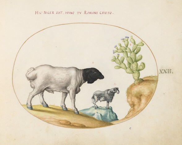 Plate 22: Blackhead Persian Sheep and a Sheep with a Long Tail, with a Cactus