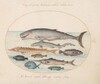 Plate 2: Sperm Whale, Sturgeon, Shark, and Other Fish