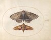 Plate 25: Blue Underwing Moth and Spurge Hawk Moth