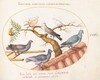 Plate 66: Doves and Pigeons