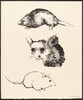 Three Mice