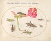 Plate 50: Grasshoppers, a Caterpillar, and a Scale Insect with a Four O'Clock Flower