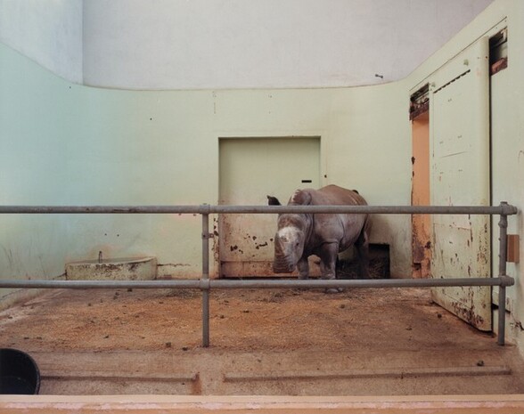 White Rhinoceros, Cleveland Metroparks Zoo