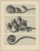 a Polypodiaceae Aspidieae; b Vaccinium corymbosum; c Polystichum falcatum