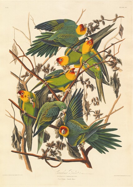 Seven brilliantly colored parrots cluster closely in the rust-brown branches of a slender tree limb in this vertical color engraving. Each bird is in a different pose and shown from a different angle, and together they fill the composition. Their bodies and wings are a riot of emerald, lime, and moss green. One bird, near the bottom center, also has a green head. The rest have bright gold-yellow heads with flame red over the short, curved beaks and around the eyes. Light glints off the bead-like black and brown eyes. The bird at the very bottom of the composition looks at us with an open beak, seeming to smile with one wing outstretched. The twigs are interspersed with spiky-edged oval, tan pods and gray dried leaves. The print is inscribed in three places near the bottom. In the center it reads, “Carolina Parrots. Males 1. F. 2. Young 3. PSITACUS CAROLINENSIS, Plant Vulgo. Cuckle Burr.” On the left, engraved text reads, “Drawn from Nature & Published by John. J. Audubon. F.R.S.E. M.W.S.” On the right, it reads, “Engraved, Printed & Coloured by R. Havell & Son, London.”