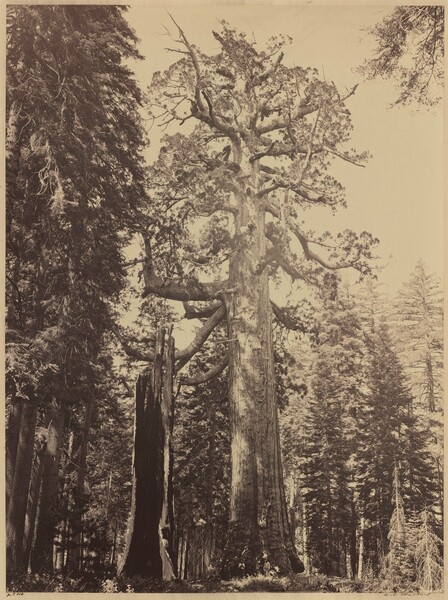 Grizzly Giant, Mariposa Grove