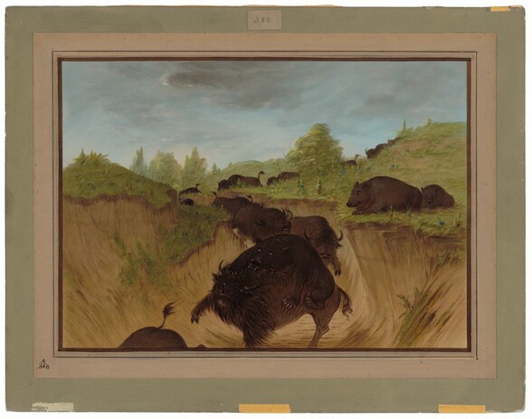 Grizzly Bears Attacking Buffalo