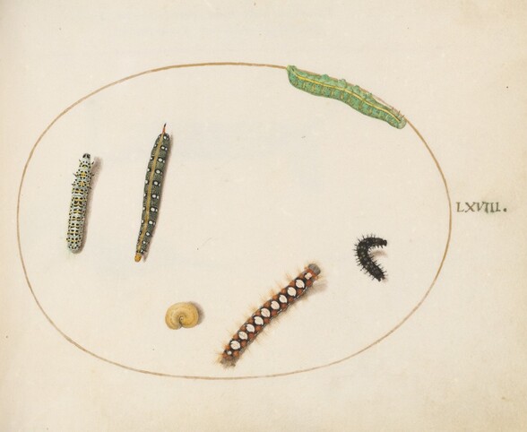 Plate 68: Leafy Spurge Hawkmoth Caterpillar, Mullein Moth Caterpillar, and Other Caterpillars