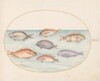 Plate 20: Sea Bream, Dentex, Sargo, and Other Fish