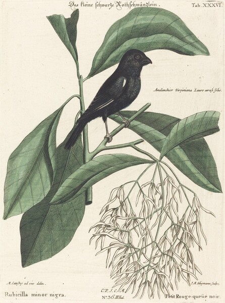 The Little Black Bullfinch (Rubicilla minor nigra)
