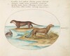 Plate 40: Two Otters and a Beaver