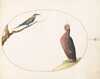 Plate 40: European Bee-Eater and Exotic Chicken
