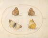 Plate 9: Meadow Brown, Gatekeeper, Clouded Yellow, and Bath White Butterflies