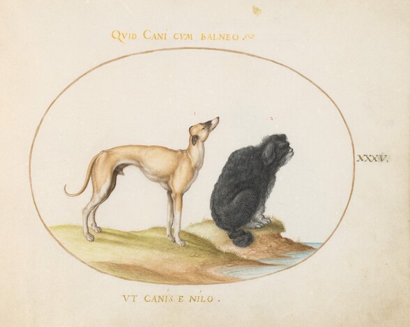 Plate 35: A Hound and a Water Spaniel