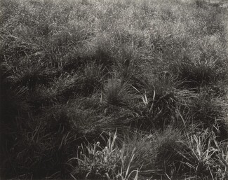 image: Grasses
