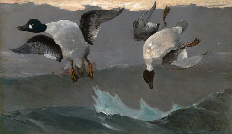 We look onto two black-headed ducks twisting and flailing midair against a slate-gray landscape in this horizontal painting. The silvery white body of the bird to our left faces us as its neck twists to our left, its black wings extended. The bird to our right falls with its head facing down, its gray wings partially contracted and its legs splayed. The landscape behind them is made up of a sliver of golden amber along the top edge above three wider bands of steel gray that darken toward the bottom of the canvas. A spray of turquoise near the bottom center of the painting indicates that the gray bands are cresting waves. Seen in the distance beyond the feet of the left bird, a gray smudge suggests smoke obscuring a man wearing a gray garment and vivid orange cap. His elbows are raised, presumably holding a shotgun. He sits in a long brown canoe that rides near the crest of the middle wave.