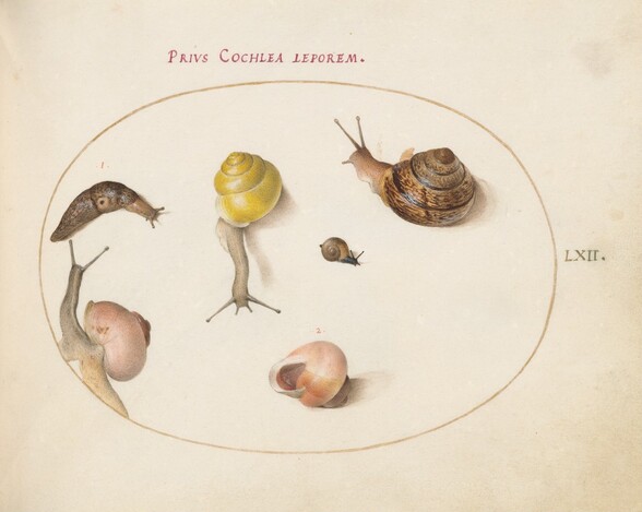 Plate 62: A Slug with Snails