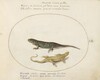 Plate 52: Two Lizards