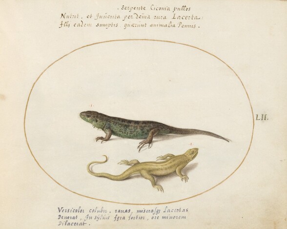Plate 52: Two Lizards