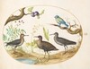 Plate 52: Blue Tit with Three Wading Birds and a Fig Tree