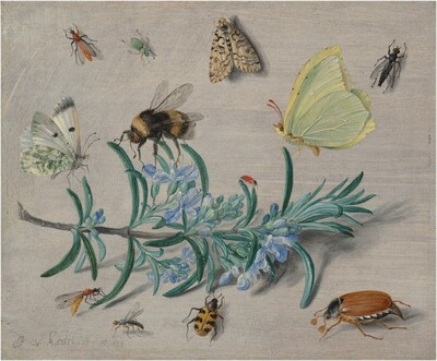 A sprig of flowering rosemary lying against an ivory-white background and the twelve insects that surround it fills this horizontal painting. Stretching nearly the length of the composition with the cut end to our left, the rosemary has blunted, needle-like, gently curling teal-green leaves and small periwinkle-blue flowers along the ash-brown stem. Several insects perch on the sprig while others are seen as if looking from overhead, resting on the white background. The three largest insects perch along the top of the sprig, with an ivory-white butterfly with moss-green and black markings to the left, a black and golden, fuzzy bumblebee near the center, and a lemon-yellow butterfly with red antennae to our right. A tiny red insect, perhaps a ladybug without spots, sits on a leaf between the bee and yellow butterfly, and a small wasp-like insect rests on a leaf in at the lower left. Another mosquito-like insect alights on the surface nearby, next to a beetle with a honey-orange body with black, almost tiger-like stripes. A large cockroach sitting near the lower right corner has six spindly legs, a mahogany-colored abdomen, a black thorax, and tiny, black head. Spaced somewhat evenly across the top of the panel are a brick-red, winged insect to the left, a mint-green, beetle-like bug near a moth patterned with bone white and black, and a black, fly-like insect to our right. Lit from the upper left, the rosemary and insects cast shadows on the surface. The artist signed and dated the work with gray in the lower left corner: “J v. kessel . . f. Ao 1653.”