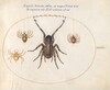 Plate 35: A Wolf Spider(?) and Three Other Spiders