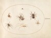 Plate 38: Seven Spiders
