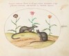 Plate 42: Two Genets with Tulips