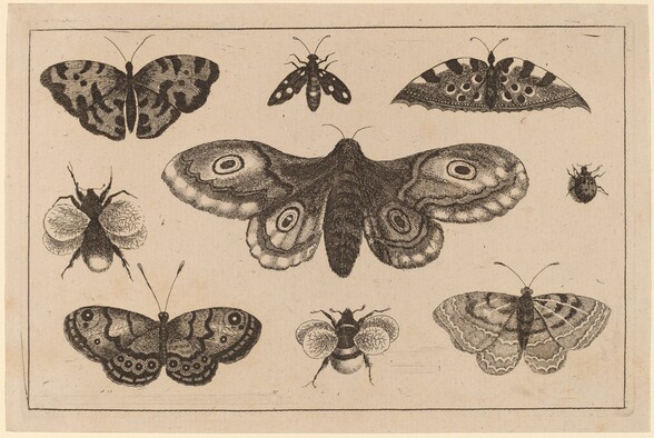 Moth, Butterflies, and Bees