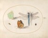Plate 17: Brimstone and Meadow Brown(?) Butterflies, a Dragonfly, and Two Small Insects