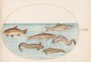 Plate 38: Burbot, Rockling, and Other Fish