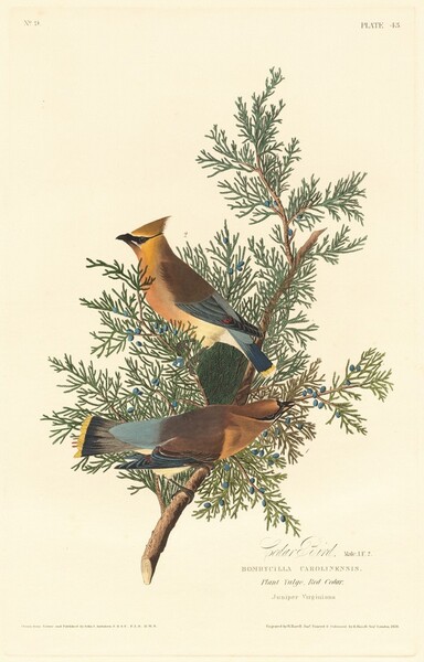 Cedar Bird