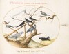 Plate 68: A Ptarmigan, Swallows, and Other Birds