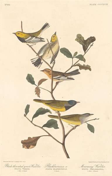 Black-throated Green Warbler, Blackburnian Warbler and Mourning Warbler