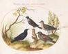 Plate 65: Thrushes and Other Birds