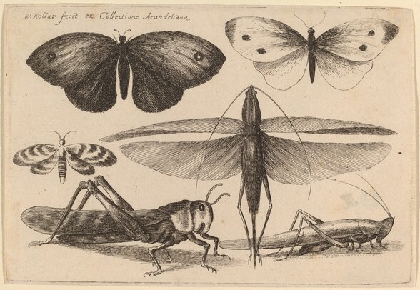 Six Insects