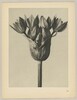 Allium Ostronoskianum