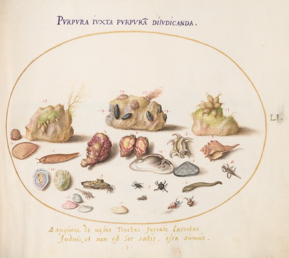 Plate 51: Murex Mollusks, Shells, Hermit Crabs, a Slug, Insects, and Other Sea Life