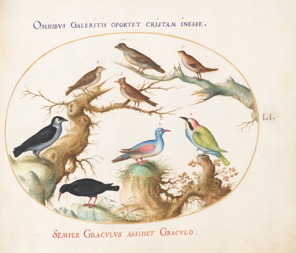 Plate 51: Crossbeak, Chough, Bee-Eater, and Other Birds